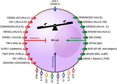 Natural Killer Cells in Myeloid Malignancies: Immune Surveillance, NK Cell Dysfunction, and Pharmacological Opportunities to Bolster the Endogenous NK Cells